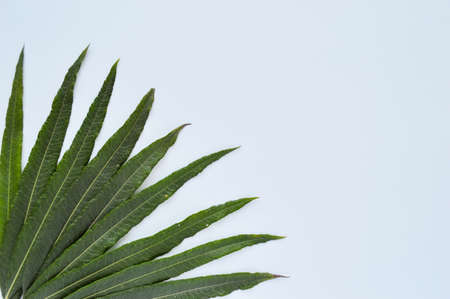 Green thin long leaves are fanned out on a white background.の写真素材