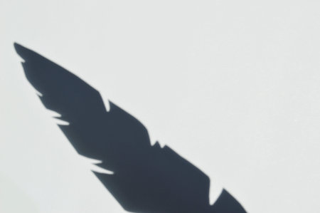 gray feather shadow on white background. White and Black mockupの写真素材