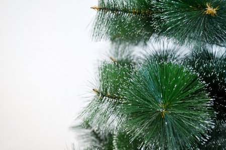 Close up of fir tree branch isolated on white.の写真素材