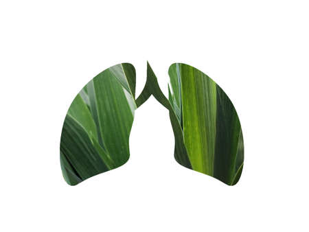 green grass background. Shot through the cut out silhouette of the lungs. International Asthma Dayの写真素材