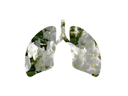 white Phlox flower in the garden on white Phlox background. Shot through the cut out silhouette of the lungs. International Asthma Dayの写真素材