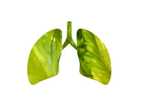 Salad leaf. Lettuce with clipping path. Shot through the cut out silhouette of the lungs. International Asthma Dayの写真素材