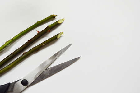 Three rose stem with thorns and scissors on a white background with copy space.の写真素材