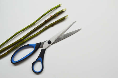 Three rose stem with thorns and scissors on a white background with copy space.の写真素材