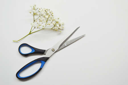 Twig with lots of white small flowers and scissors on a white background with copy space.の写真素材