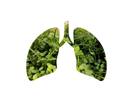 Green artificial plant with small leaves. Shot through the cut out silhouette of the lungs....