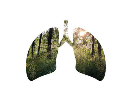 Beams of Light shine through the trees in summer forest. National Parks Day. Shot through the cut out silhouette of the lungs. International Asthma Dayの写真素材