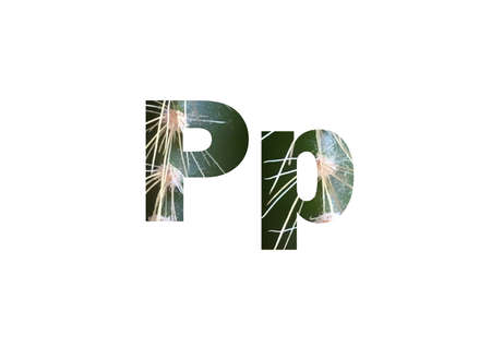 Moody Dark Cactus Macro. Shot through the cut-out silhouette of the letter Pの写真素材