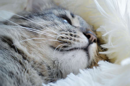 Striped Maine Coon lies on a fluffy white blanket. Muzzle close up.の写真素材