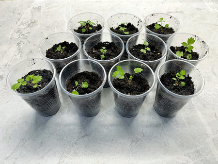 Strawberry seedlings in glasses on the table on white background. Preparation for planting, growing natural berries in the garden.の写真素材
