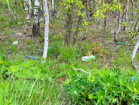 Discarded plastic bottle lies on the ground surrounded by vibrant green grass and plants, illustrating the issue of environmental pollution and waste managementの写真素材
