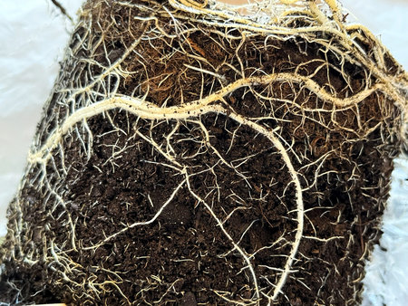 Detailed view of plant roots revealing their complex structure and texture, surrounded by rich soil,...