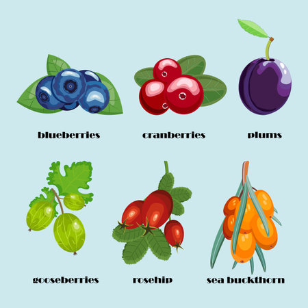 vector illustration of a set of bright garden berries with an interesting designのイラスト素材