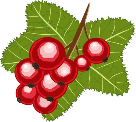 vector illustration of juicy red currantのイラスト素材