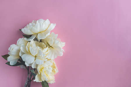 White peony on the pink backgroundの写真素材