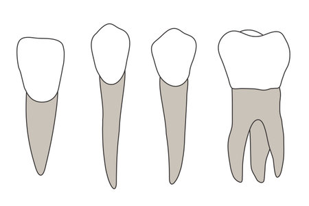 A set of molars on a white background. Vector illustration.