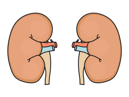 Kidney man on a white background. Anatomy. Vector illustration.のイラスト素材