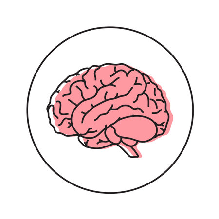 Human brain on a white background. Vector illustration.