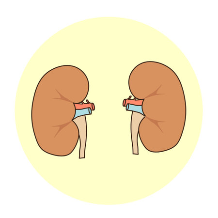 Kidneys of a man on a white background. Vector illustration.