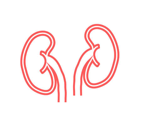Kidneys of a man on a white background. Silhouette. Vector illustration.のイラスト素材