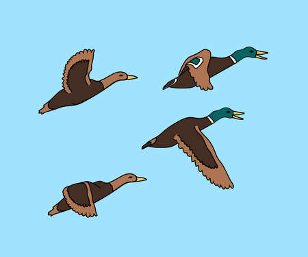 A flock of flying birds. Ducks and nature. Cartoon. Vector illustration.のイラスト素材