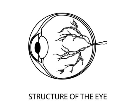 Anatomical structure of the human eye. Silhouette. Vector illustration.のイラスト素材
