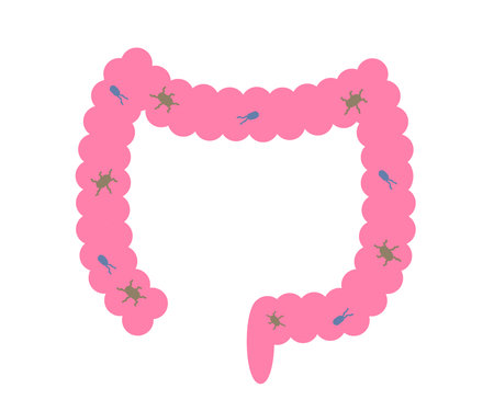 Large intestine on a white background. Bowel disorder. Vector illustration.のイラスト素材