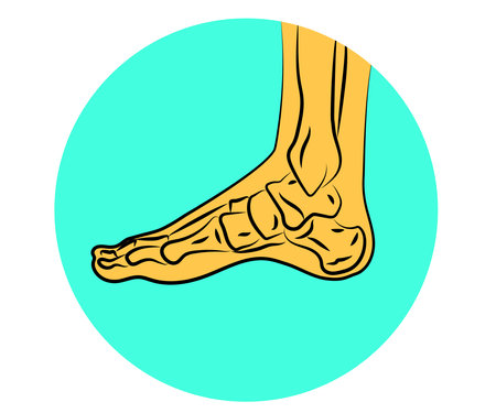 Human leg and joints. Symbol. Vector illustration.のイラスト素材