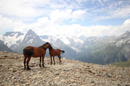 Foal with a mare in the mountains landscapeの写真素材
