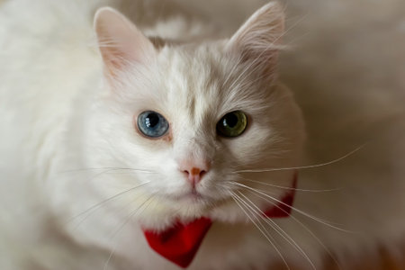 A white Turkish Angora cat with different eyes in a red bow tie. Sitting a white cat with blue and yellow eyes. White cat with different color eyes. Adorable domestic pets, heterochromia. High quality photoの写真素材