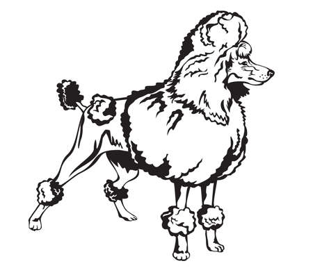 Decorative dog Poodle black and white vector illustrationのイラスト素材