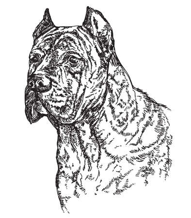 Dog Cane Corsa head in profil vector hand drawing illustrationのイラスト素材