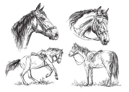 Set of vector hand drawing horses with bridle and saddle in black and whiteのイラスト素材