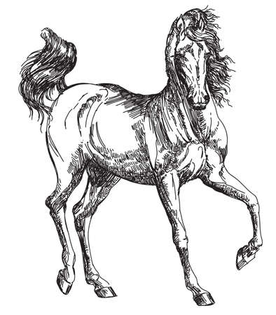 Arabian horse hand drawing illustration in vectorのイラスト素材