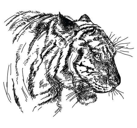 Tiger head vector hand drawing illustration in black and whiteのイラスト素材