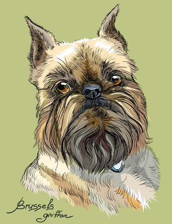 Colored brussels griffon dog portrait on green background vector hand drawing illustrationのイラスト素材
