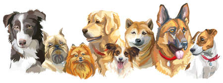 Set of colorful vector portraits of different dog breeds (brussels griffon, Shiba Inu, Pomeranian, Border collie, German shepherd,  Golden retriever, Jack Russel terrier) isolated on white backgroundのイラスト素材