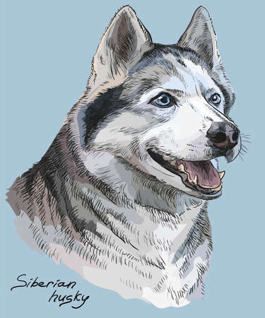 Vector colored portrait of siberian husky hand drawing Illustration on blue backgroundのイラスト素材