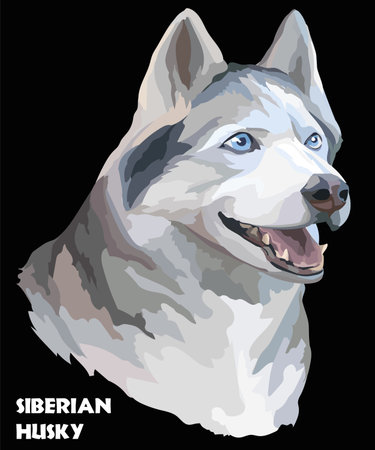 Vector colored portrait of siberian husky hand drawing Illustration on black backgroundのイラスト素材