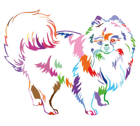 Decorative portrait of standing in profile dog breed Spitz (Pomeranian), vector isolated illustration in different colors on white backgroundのイラスト素材