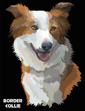Colored Border collie isolated vector portrait on black backgroundのイラスト素材
