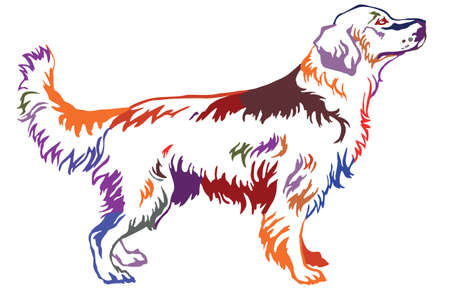 Decorative contour portrait of standing in profile dog golden retriever, colorful vector isolated illustration on white backgroundのイラスト素材