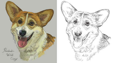 Colored Pembroke Welsh Corgi portrait on grey background and and black color on white background vector hand drawing illustrationのイラスト素材