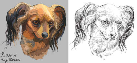 Colored Russian long-haired toy Terrier portrait on grey background and and black color on white background vector hand drawing illustrationのイラスト素材