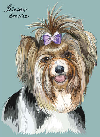 Vector colorful outline portrait of Biewer terrier, hand drawing Illustration on turquoise backgroundのイラスト素材