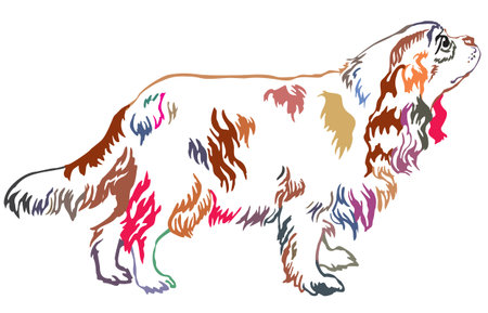 Colorful decorative portrait of standing in profile dog Cavalier King Charles Spaniel, vector isolated illustration on white backgroundのイラスト素材