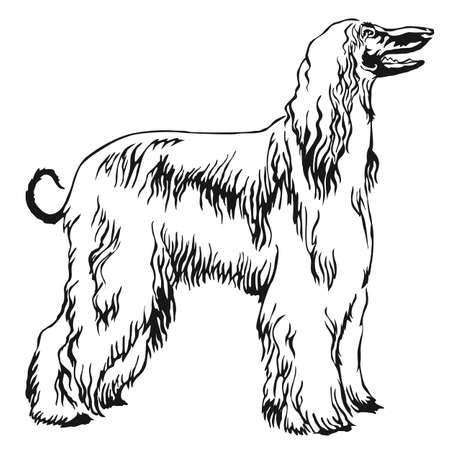 Decorative portrait of standing in profile Afghan greyhound.のイラスト素材