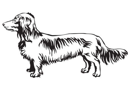 Decorative contour portrait of standing in profile Long-haired Dachshund dog.のイラスト素材