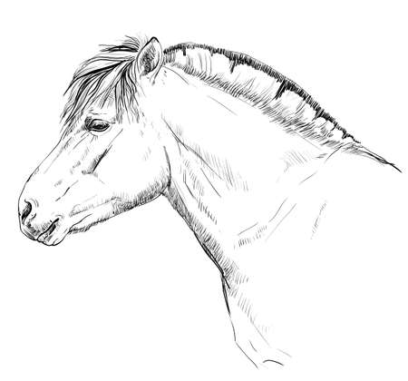Portrait of horse head in black and white style.のイラスト素材