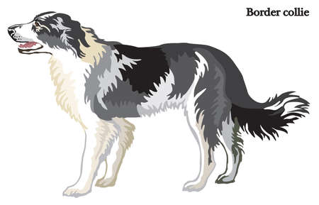 Portrait of standing in profile dog Border collie, vector colorful illustration isolated on white backgroundのイラスト素材